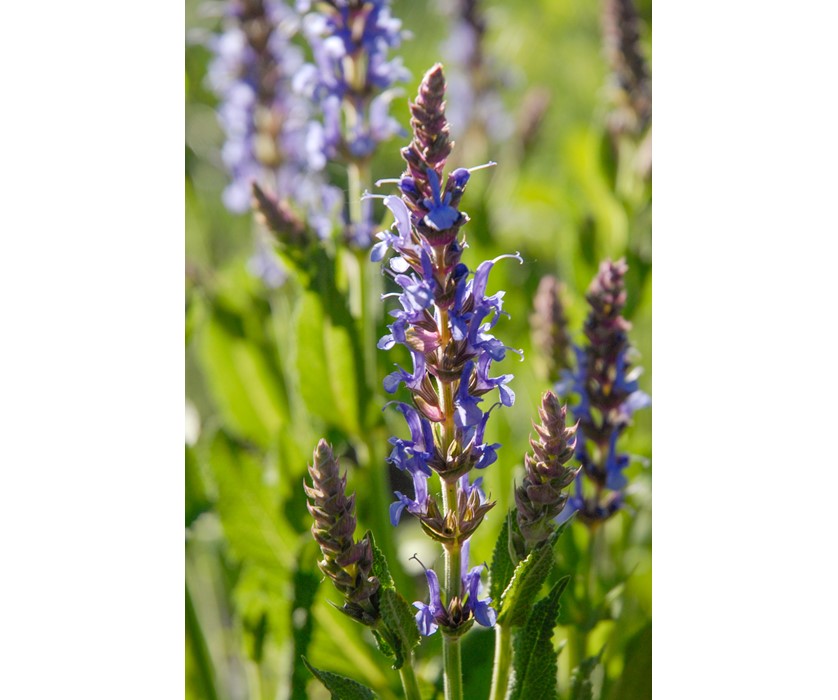 Blue Hill Salvia